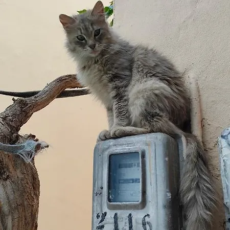 Filimon * Σταυρούπολη
